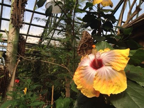 Seize the Moment: Winfs Butterfly Conservatory Adventure